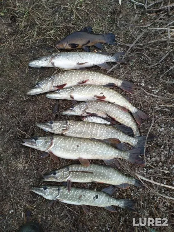 Pike, Roach — Bityug, Nov 23, 2019