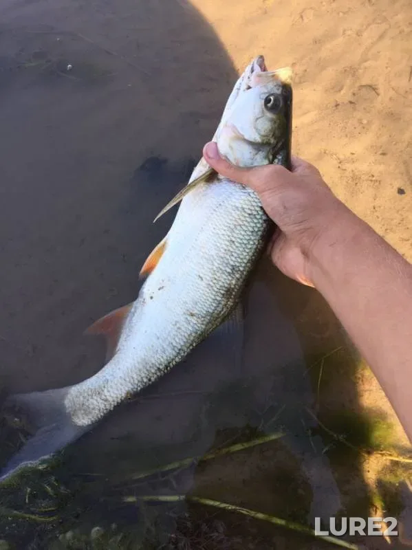 Asp, Crucian carp — Gandurino, Aug 09, 2019