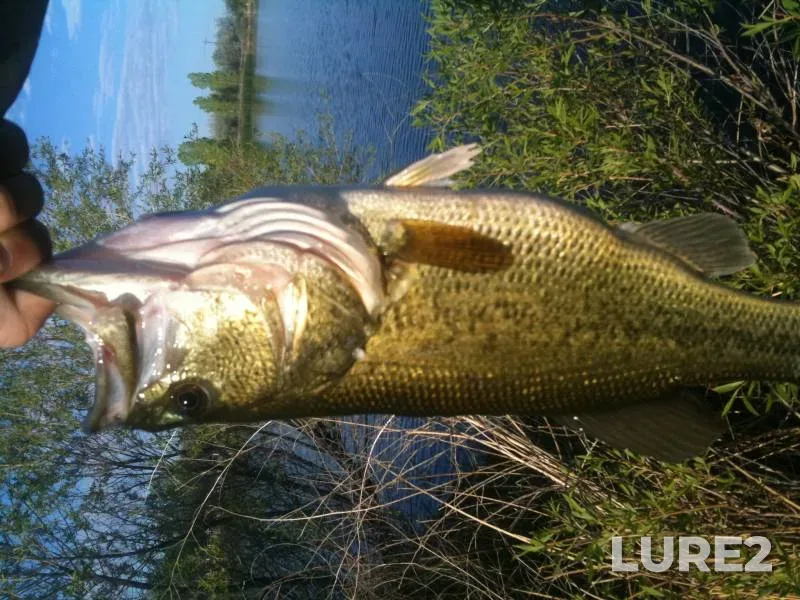 Largemouth bass — Colorado, Boulder County, Jan 02, 2018