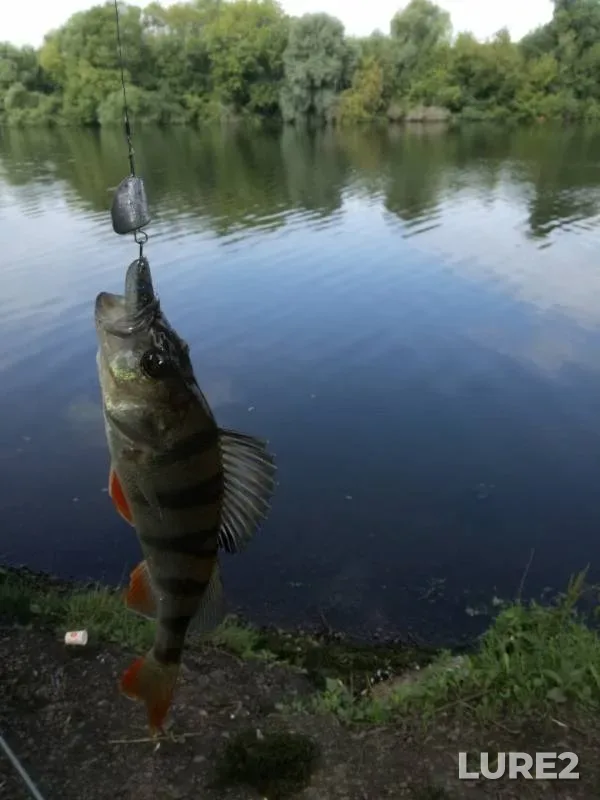 Perch, Pike — Moskva, Jul 17, 2019