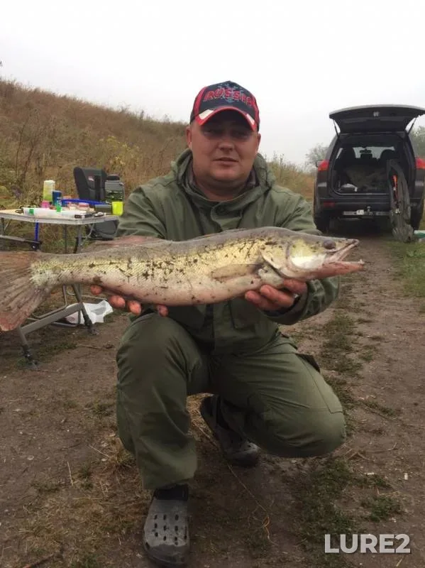 Crucian carp, Zander — Sobachiy, Aug 18, 2019