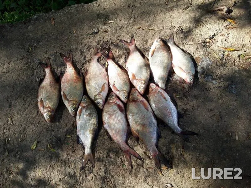Bream — Volkhov, Aug 20, 2019