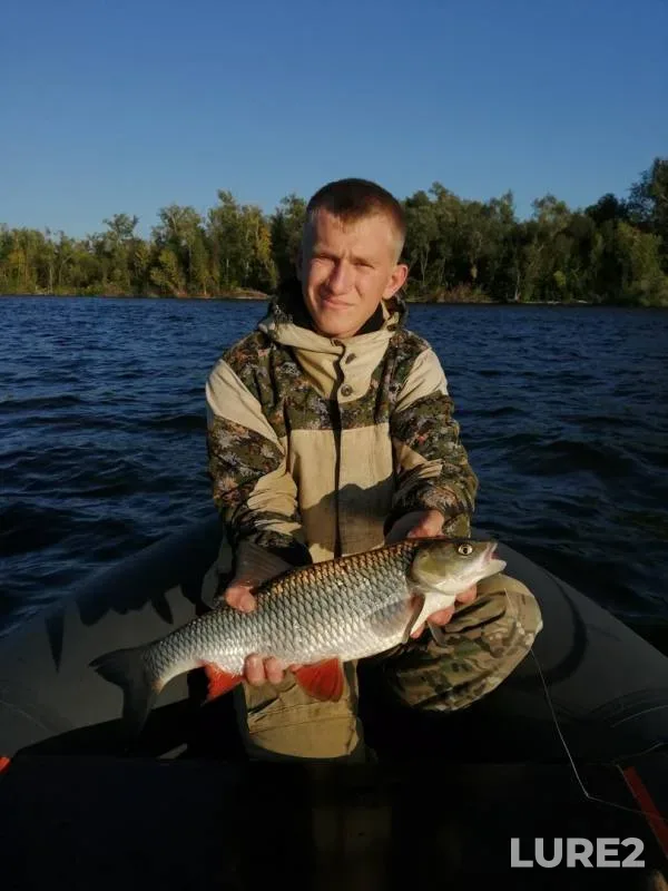 Chub, Perch — Volga, Aug 31, 2019