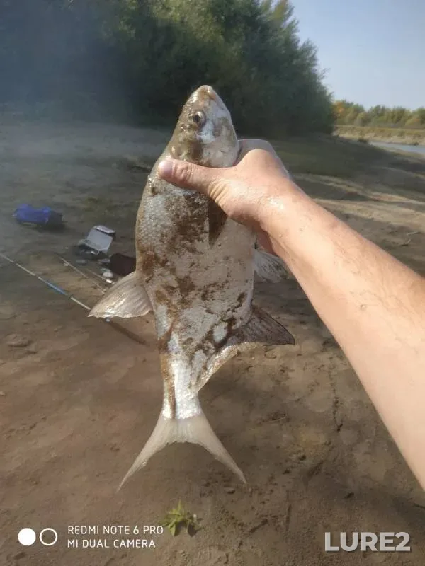 Bream — Pavlodarskaya oblast, Sep 15, 2019