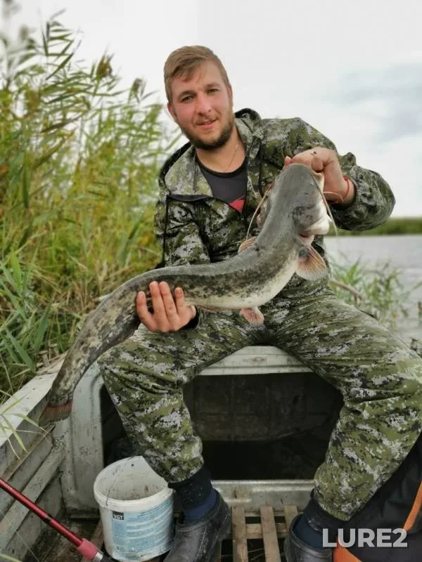 Wels catfish — Astrakhanskaya oblast, Volodarskiy rayon, Sep 24, 2019
