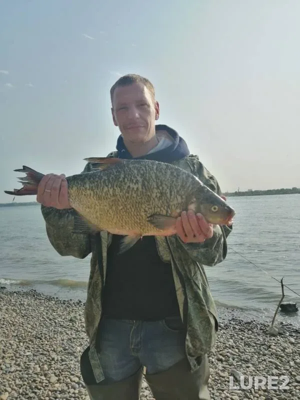 Bream — Novosibirskaya oblast, Aug 14, 2019