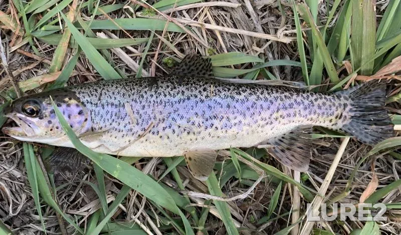 Rainbow trout — Oregon, Deschutes County, Jan 01, 2018
