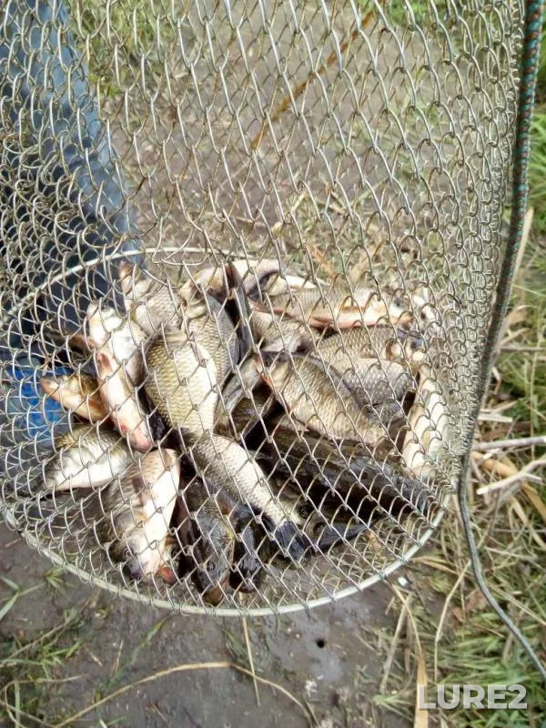 Crucian carp — Yaroslavskaya oblast, Sep 18, 2019