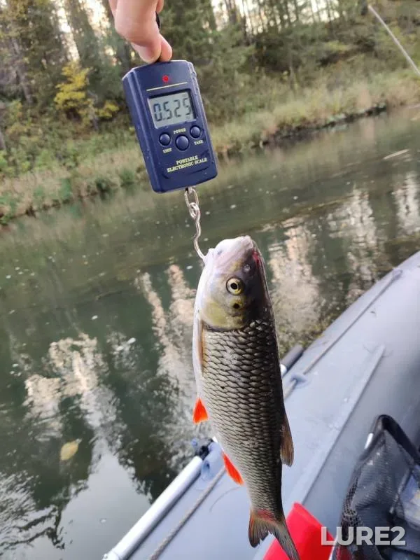 Chub — Ufa, Sep 17, 2019