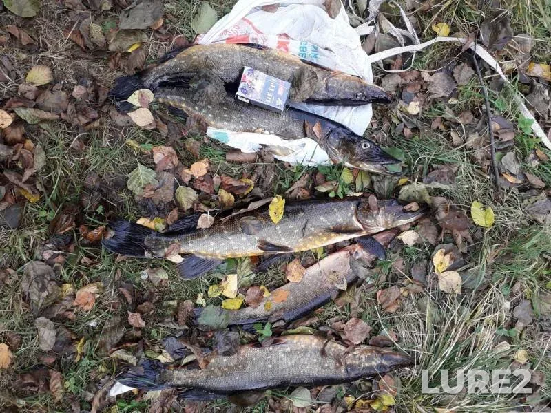 Pike — Rovnyazhskoye, Oct 17, 2019