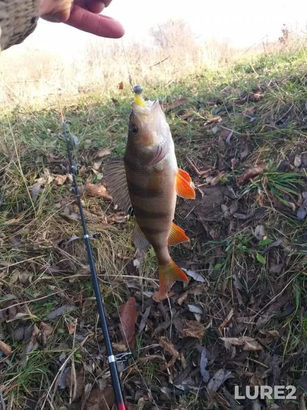 Perch — Vorskla, Nov 13, 2019