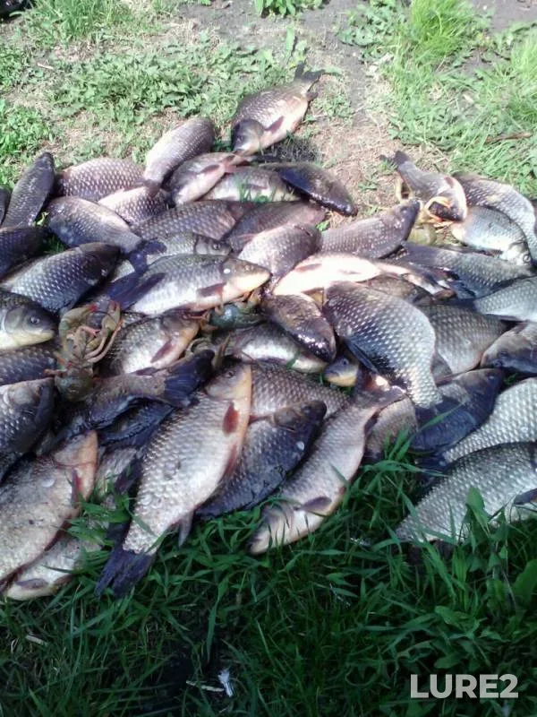 Crucian carp — Kargat, Apr 26, 2019