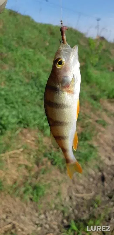 Perch — Klyazma, May 09, 2019