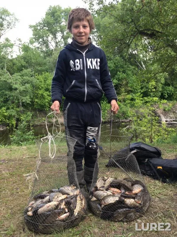Crucian carp — Psyol, May 28, 2019