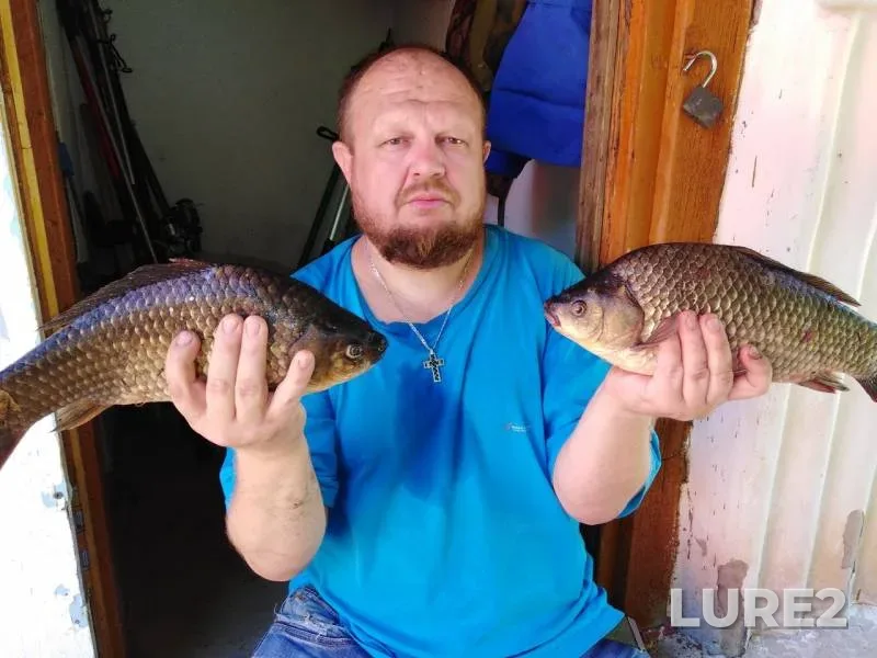 Crucian carp — Volgogradskaya oblast, May 25, 2019