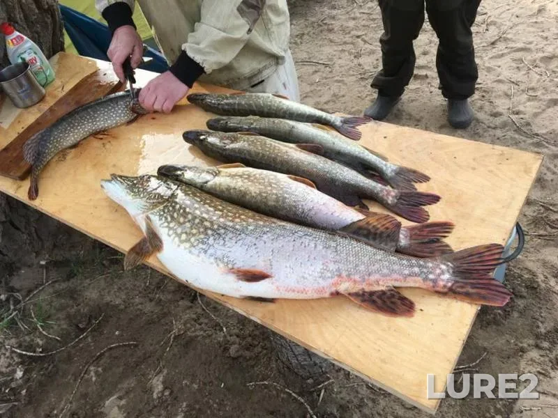 Pike — Astrakhanskaya oblast, Akhtubinskiy rayon, May 23, 2019