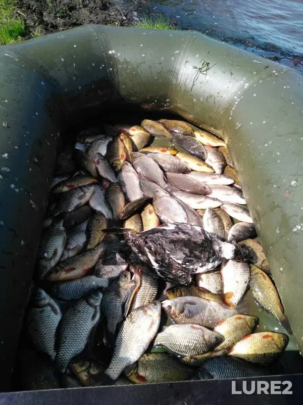 Crucian carp — Karasye, Jun 09, 2019