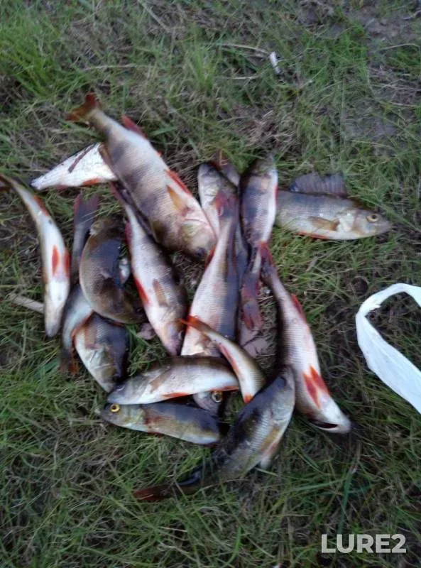 Perch — Vaga, Jun 05, 2019