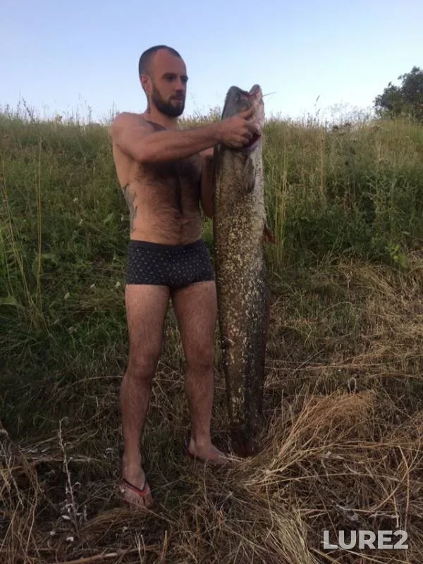 Wels catfish — Stavropolskiy kray, Jul 02, 2019