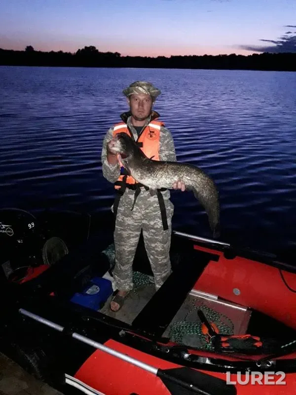 Wels catfish — Yenotayevka, Jul 06, 2019
