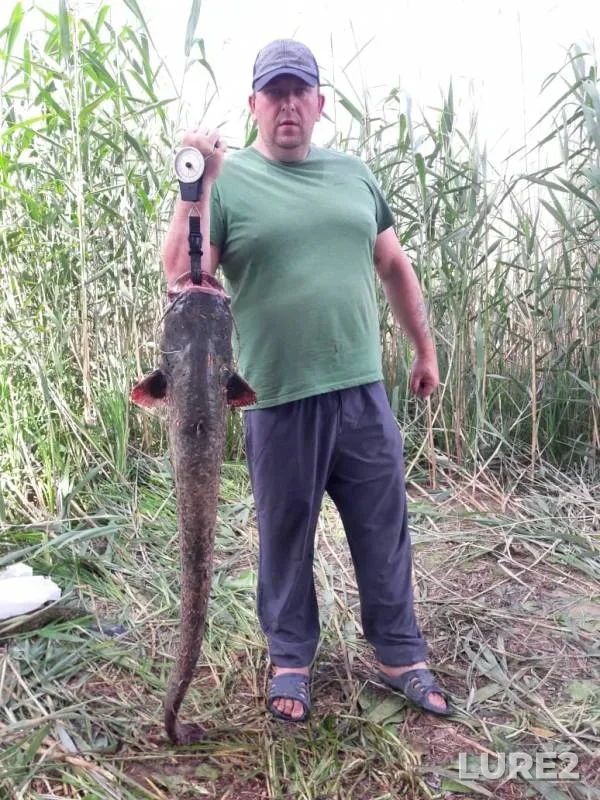 Wels catfish — Belinskiy Kanal, Jun 25, 2019