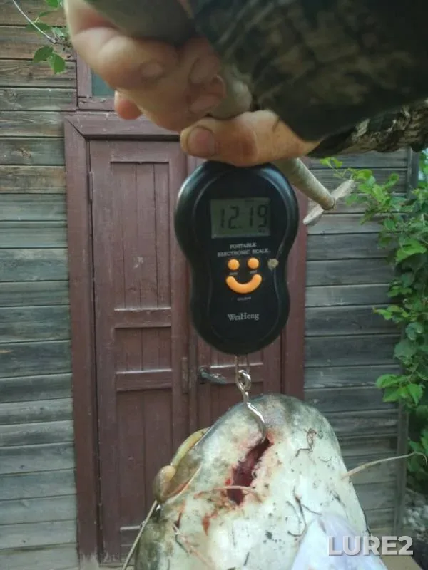 Wels catfish — Liman Argunka, Jun 27, 2019