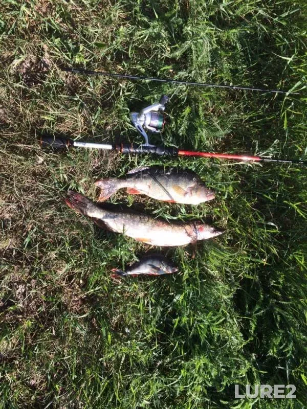 Perch, Pike — Tura, Jun 29, 2019