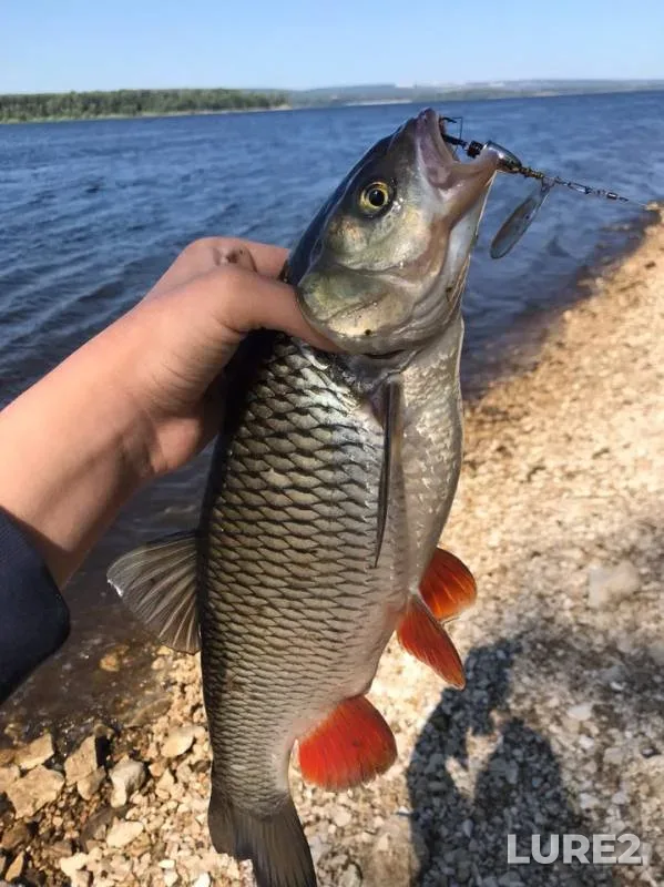 Chub — Samarskaya oblast, Jun 11, 2019