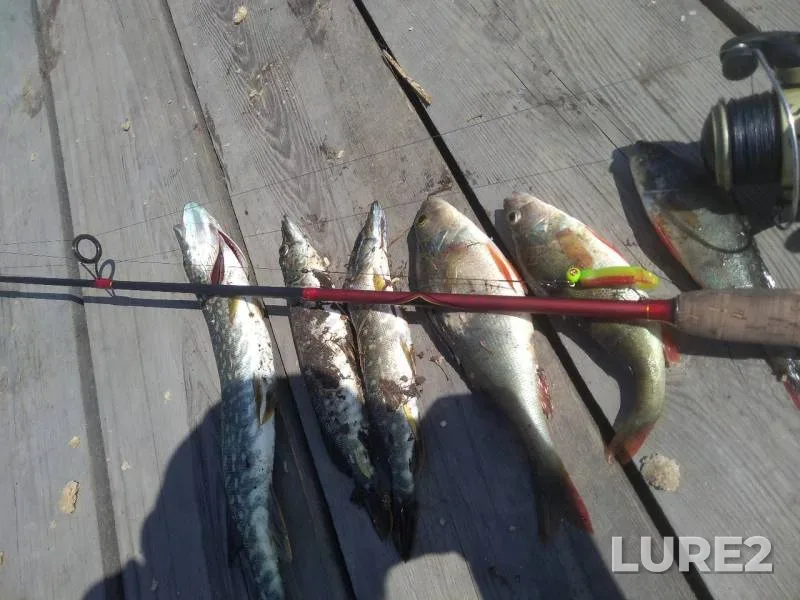 Perch, Pike — Irkutskaya oblast, Jun 11, 2019