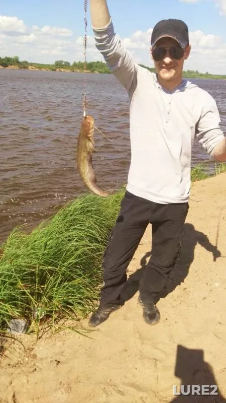 Wels catfish — Poloy, Jun 23, 2019