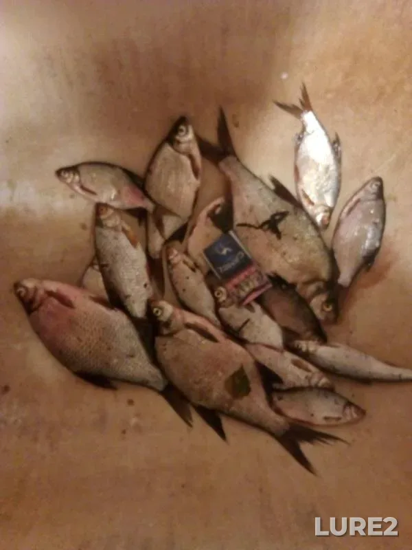 Bream, Roach — Rova, Jul 22, 2019