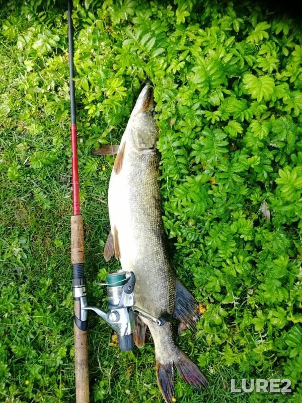 Pike — Belgorodskaya oblast, Jul 23, 2019