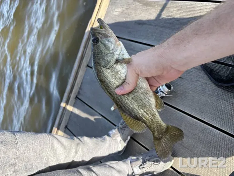 Largemouth bass — Lake Beauclair, Dec 31, 2017