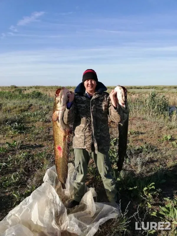 Wels catfish — Bolshoy Uzen, Aug 07, 2019