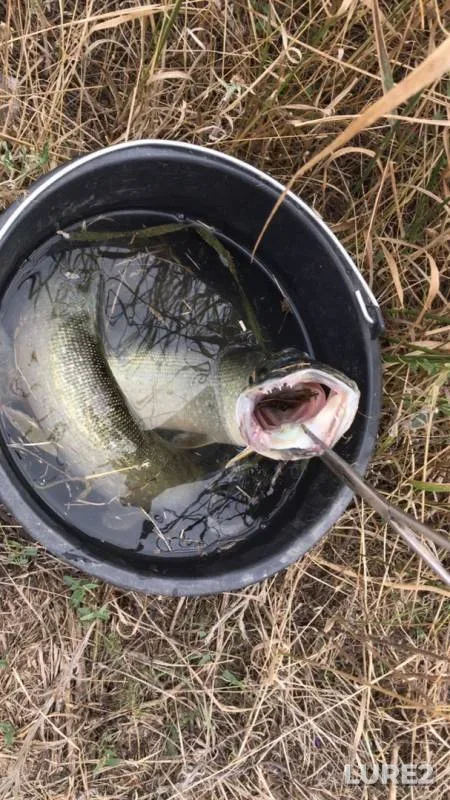 Pike — Yegorlyk, Sep 18, 2019