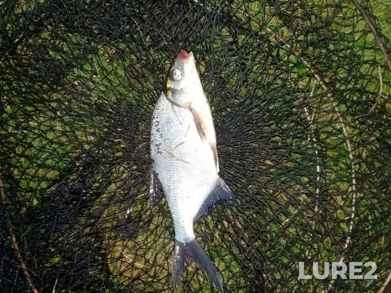 Bream — Minskaya oblast, Borisovskiy rayon, Jul 27, 2019