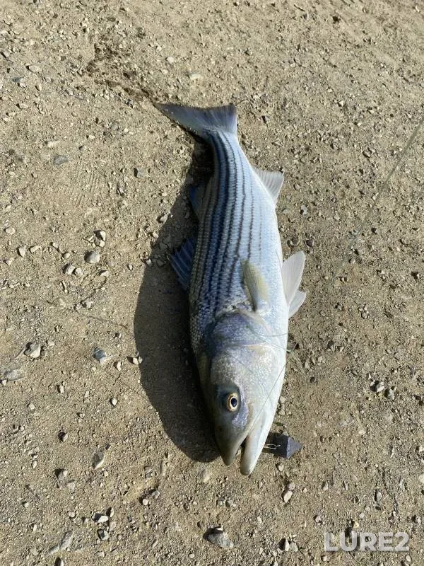 Striped bass — San Francisco Bay, Dec 30, 2017