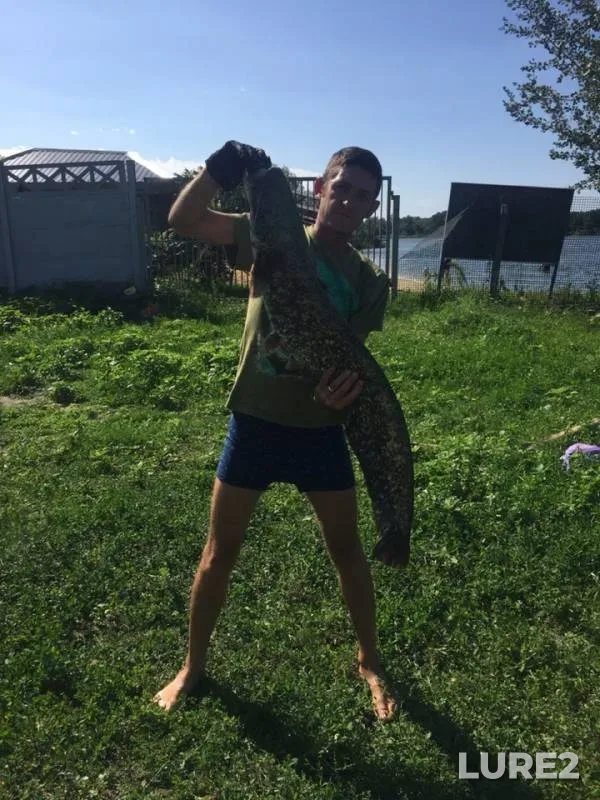 Wels catfish — Sіverskiy Donets / Severskiy Donets, Aug 24, 2019