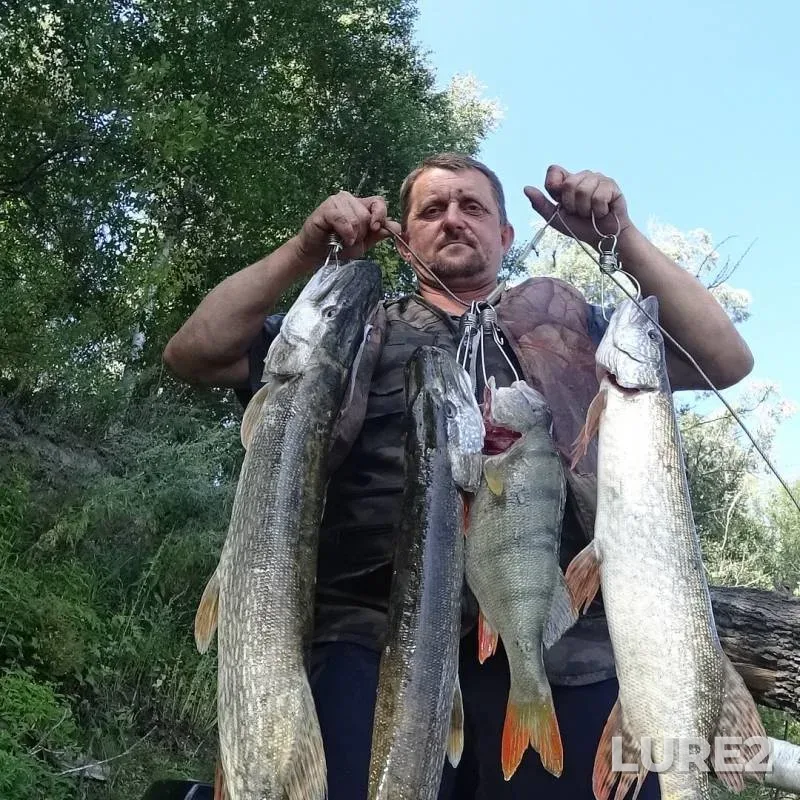 Perch, Pike — Ob, Aug 04, 2019