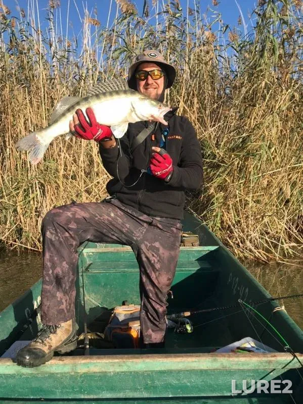 Wels catfish, Perch — Belinskiy Kanal, Oct 08, 2019