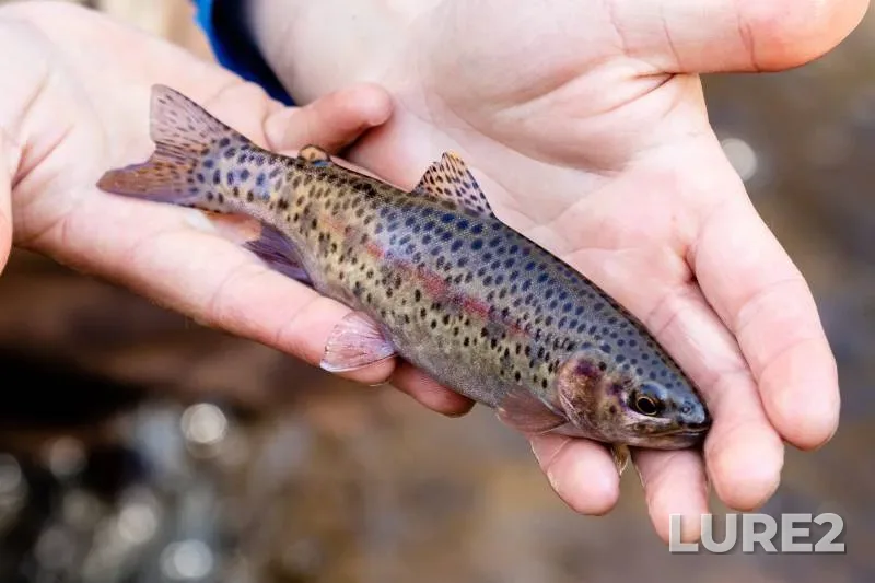 Rainbow trout — Dry Fork of the Cheat, Dec 27, 2017