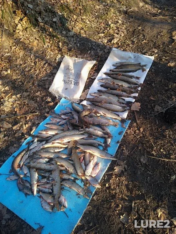Pike — Penzenskoye, Nov 26, 2019