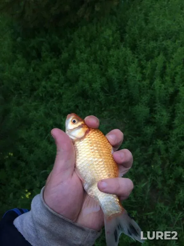 Crucian carp — Lopasnya, Sep 01, 2019