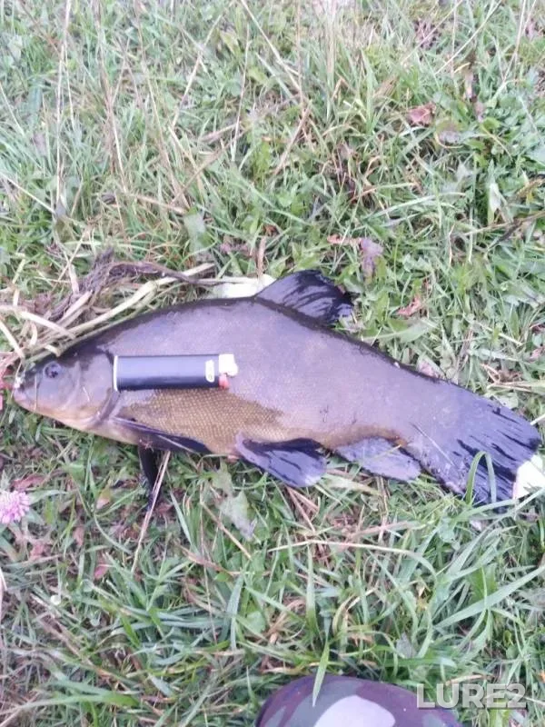 Crucian carp, Tench — KSM, Sep 01, 2019