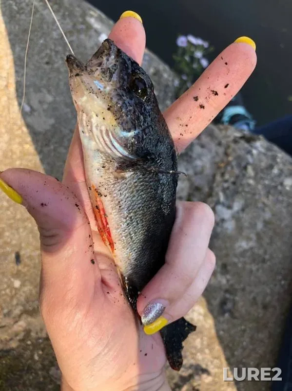 Perch — Moskva, Aug 30, 2019