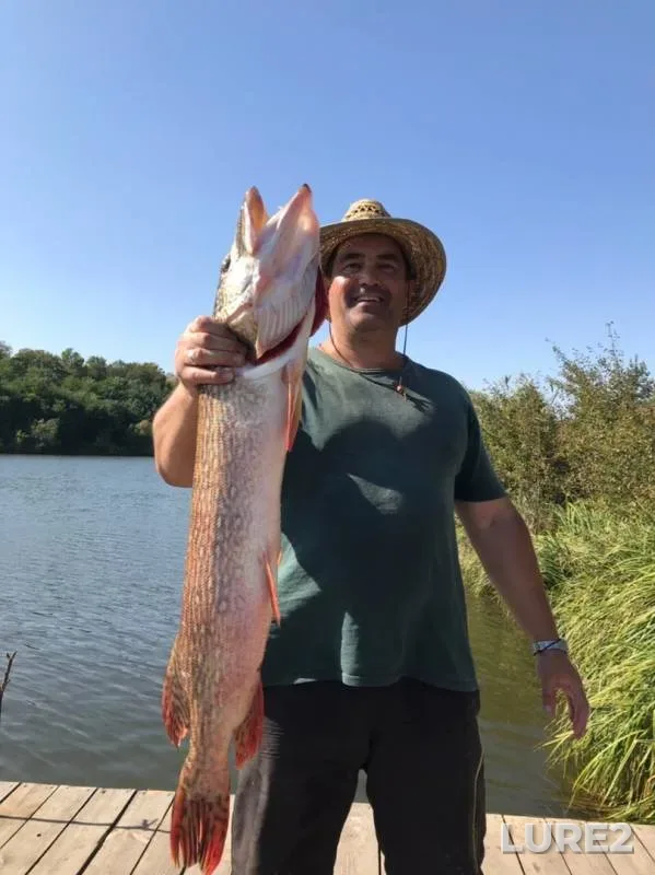 Pike — Belgorodskaya oblast, Sep 11, 2019
