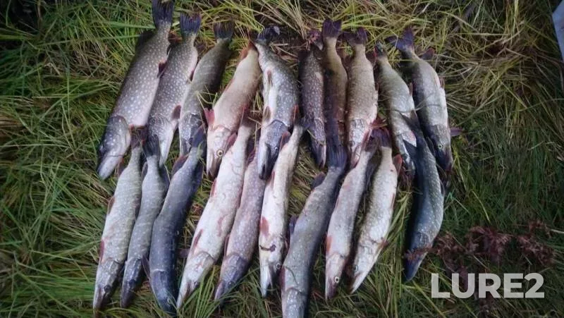 Pike — Sorenzha, Sep 30, 2019