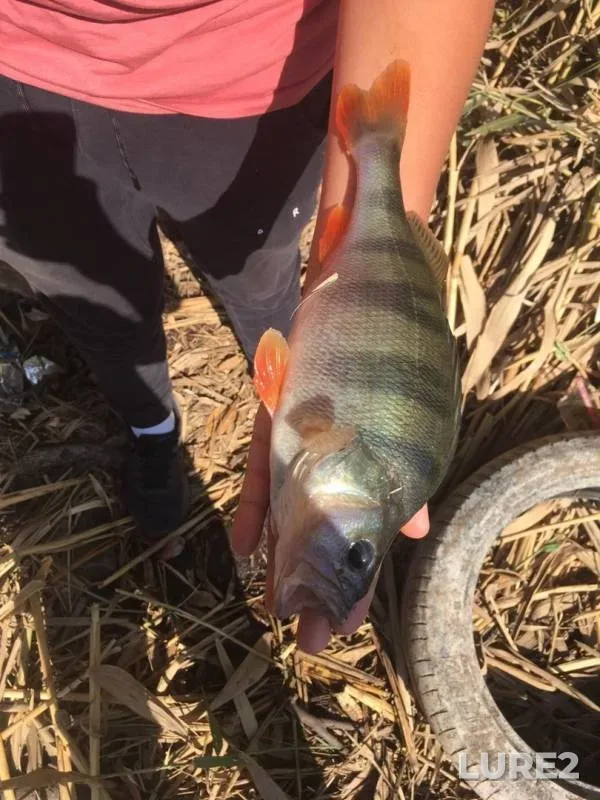 Perch — balka Kamyshevakha, Sep 30, 2019