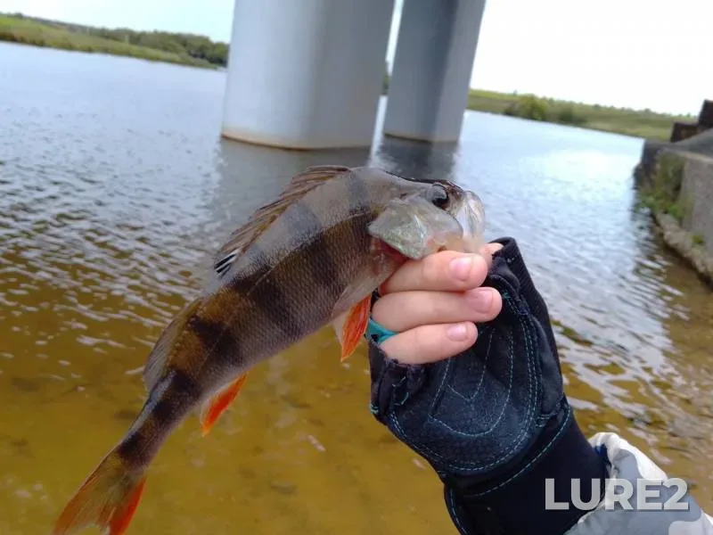 Perch — Doybitsa, Oct 04, 2019