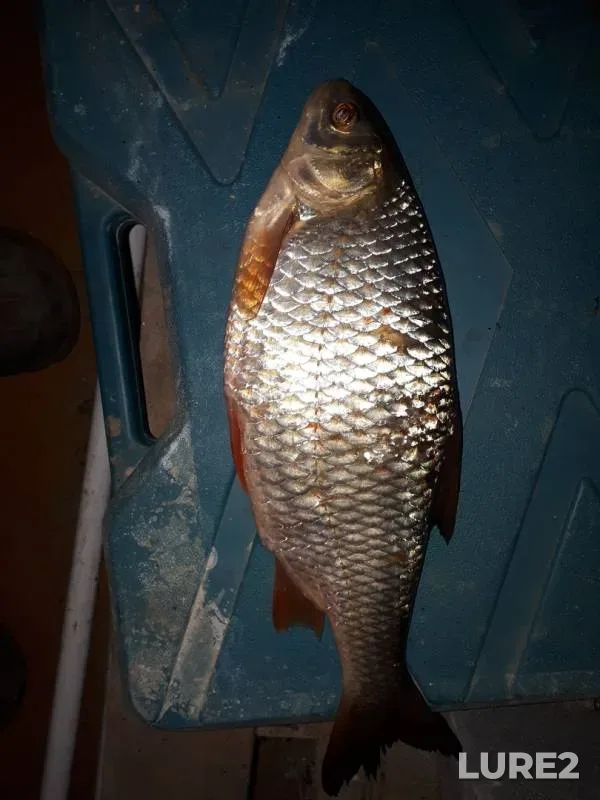 Roach — Artya, Oct 08, 2019